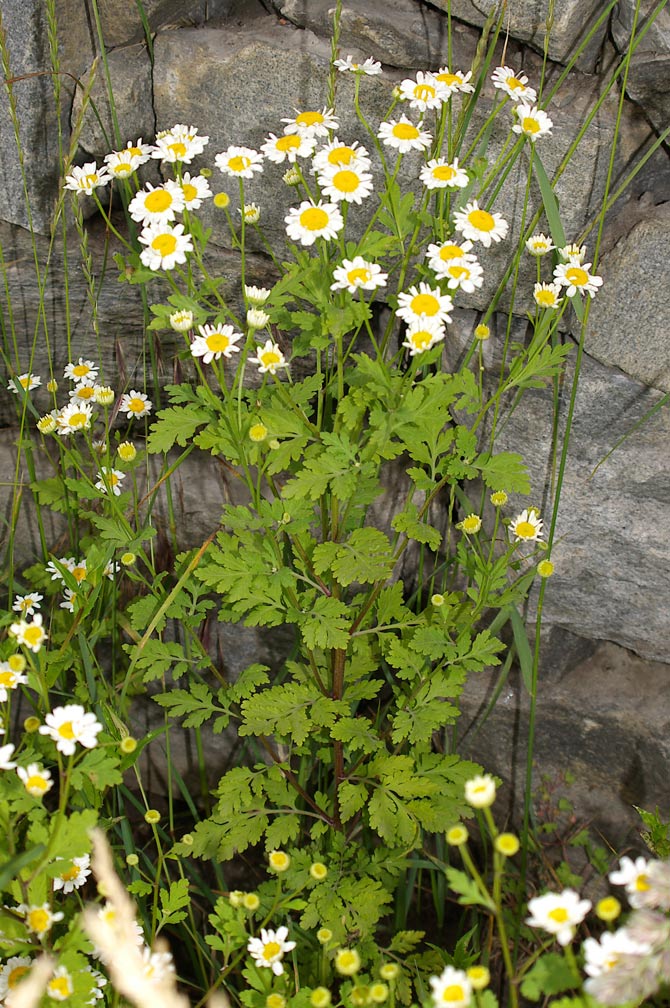 Tanacetum parthenium / Erba amara vera